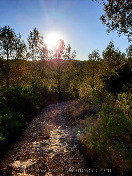 Morning_Walk4_7.10.19_TWW