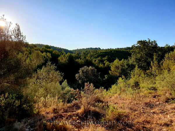 Morning_Walk6_7.10.19_TWW