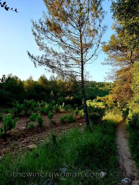 Morning_Walk9_7.10.19_TWW