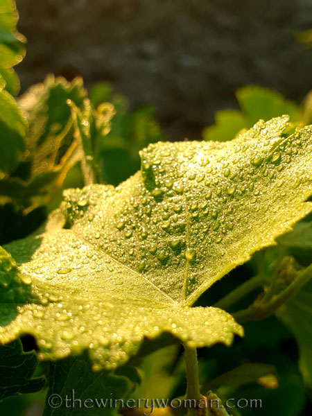 Morning_Walk_Vineyard11_7.16.19_TWW