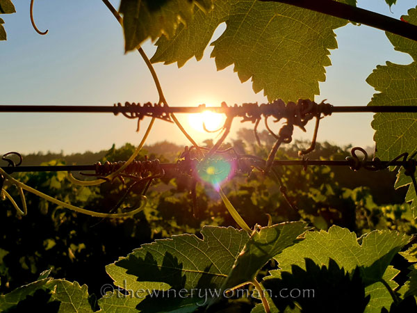Morning_Walk_Vineyard14_7.16.19_TWW