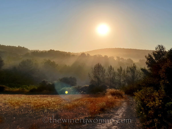 Morning_Walk_Vineyard15_7.16.19_TWW