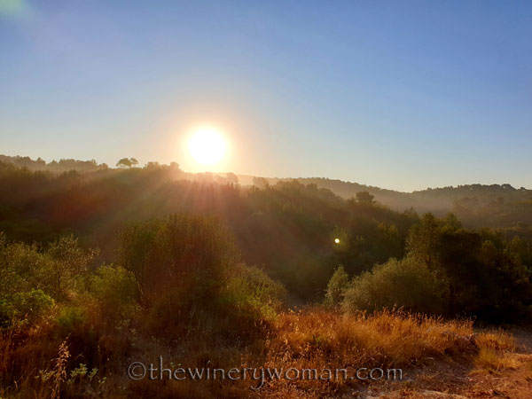 Morning_Walk_Vineyard16_7.16.19_TWW