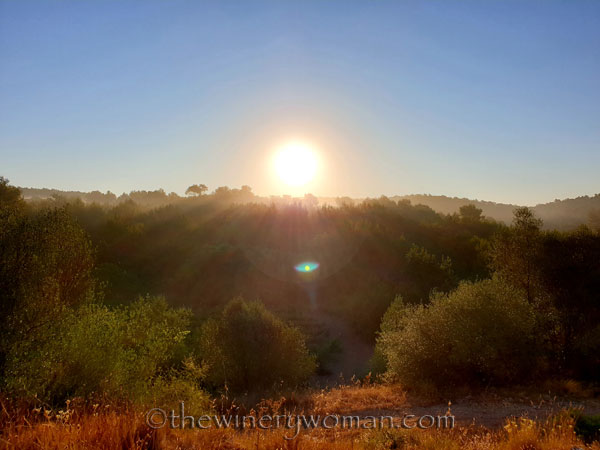 Morning_Walk_Vineyard17_7.16.19_TWW