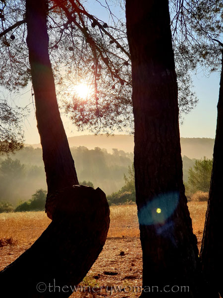 Morning_Walk_Vineyard18_7.16.19_TWW
