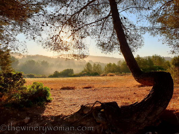 Morning_Walk_Vineyard19_7.16.19_TWW
