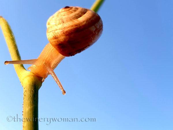 Morning_Walk_Vineyard2_7.16.19_TWW