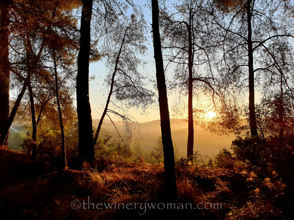 Morning_Walk_Vineyard4_7.16.19_TWW