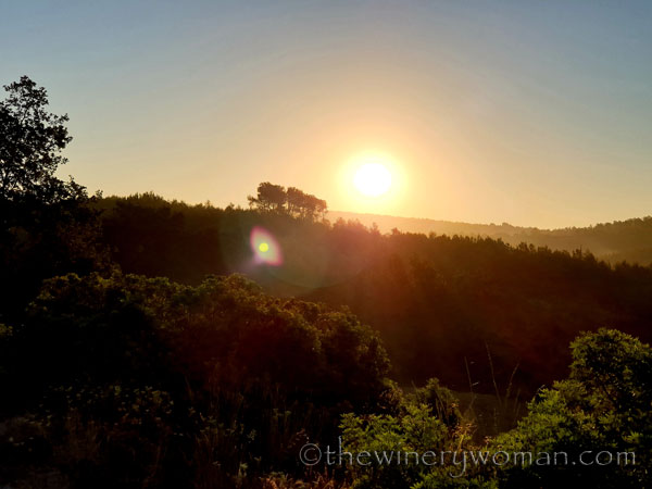 Morning_Walk_Vineyard5_7.16.19_TWW