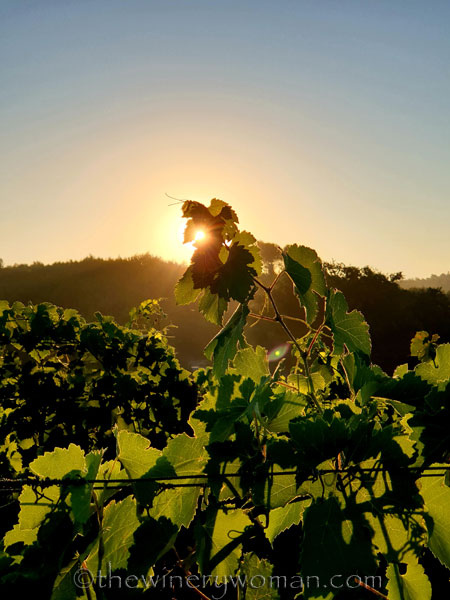 Morning_Walk_Vineyard7_7.16.19_TWW
