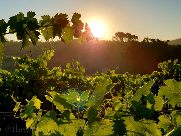 Morning_Walk_Vineyard8_7.16.19_TWW