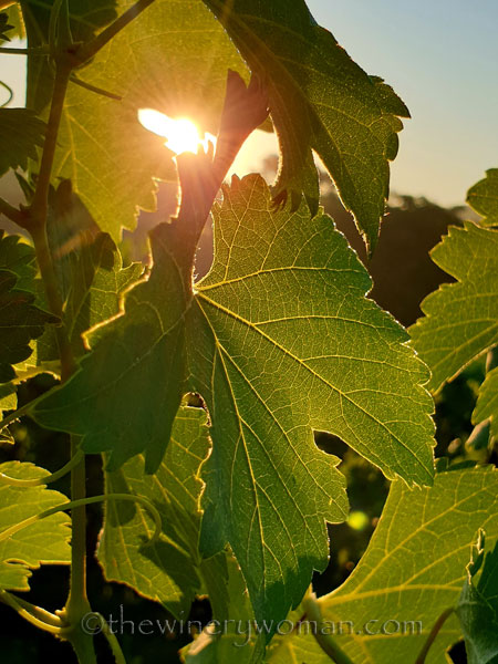 Morning_Walk_Vineyard9_7.16.19_TWW
