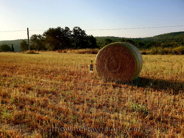Scarecrow_and_Hay2_7.2.19_TWW
