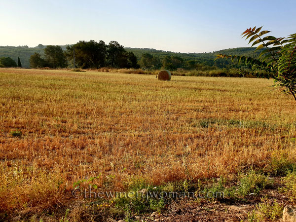Scarecrow_and_Hay6_7.2.19_TWW