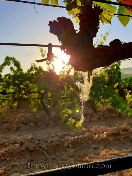 Sunrise15_7.1.19_TWW