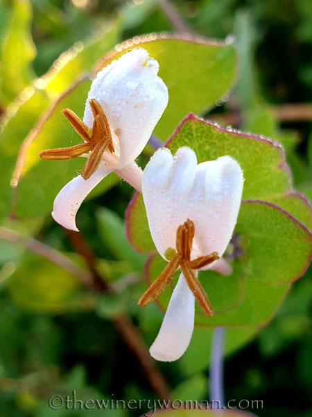 Sunrise24_7.1.19_TWW