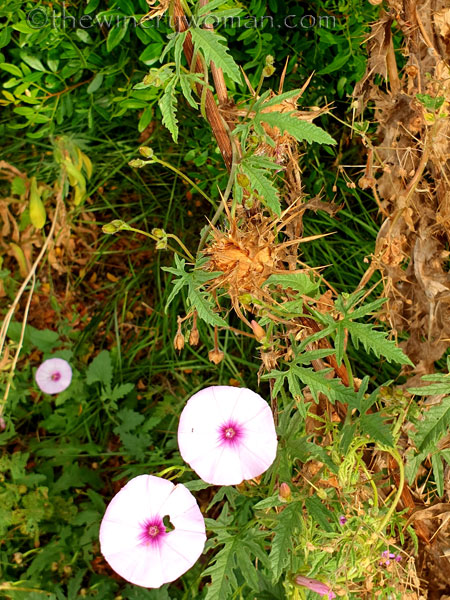 Wildflowers2_7.8.19_TWW