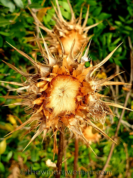 Wildflowers3_7.8.19_TWW