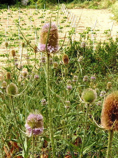 Wildflowers4_7.8.19_TWW