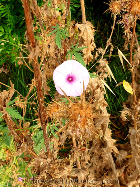 Wildflowers_7.8.19_TWW