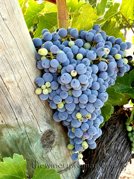 Grapes_Part2_8.9.19_TWW