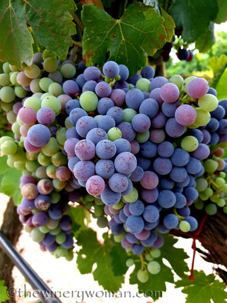 Ripening_Grapes_Viladellops2_8.1.19_TWW