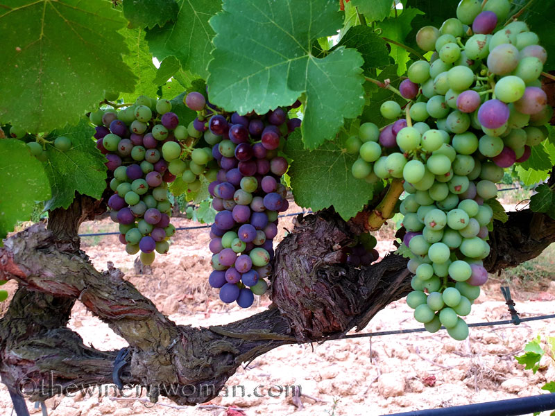 Ripening_Grapes_Viladellops4_8.1.19_TWW