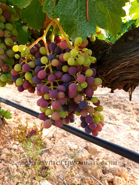 Ripening_Grapes_Viladellops5_8.1.19_TWW