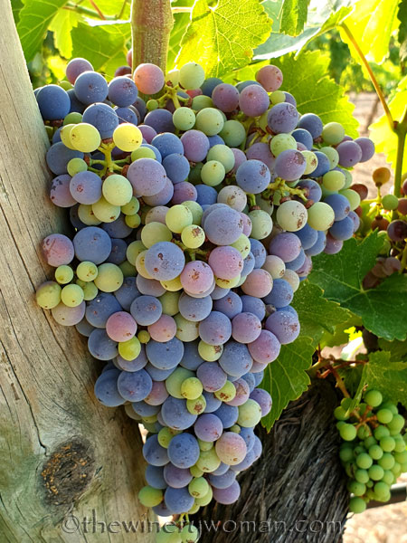 Ripening_Grapes_Viladellops9_8.1.19_TWW
