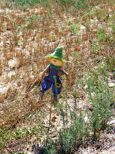 Scarecrow3_8.21.19_TWW