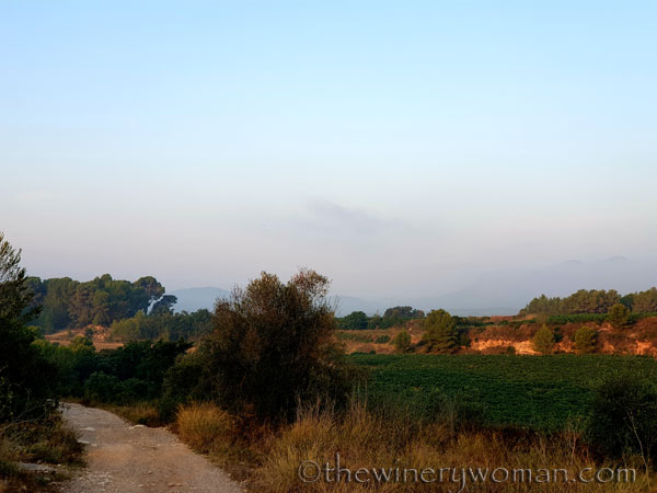 Sunrise_Vineyard10_8.8.19_TWW