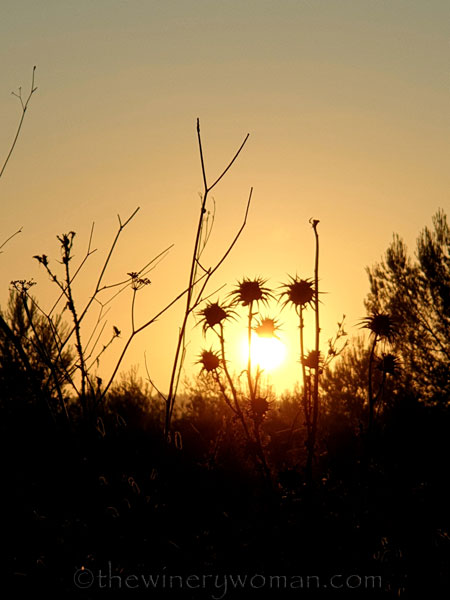 Sunrise_Vineyard11_8.8.19_TWW