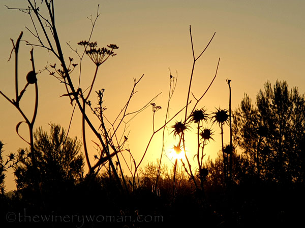 Sunrise_Vineyard12_8.8.19_TWW