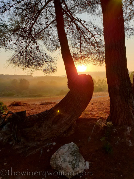 Sunrise_Vineyard13_8.8.19_TWW