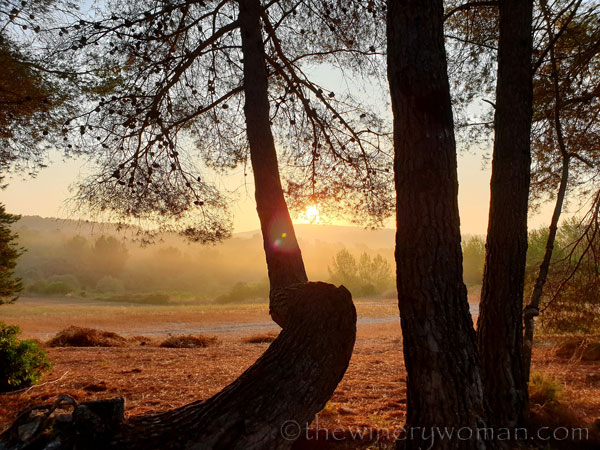 Sunrise_Vineyard14_8.8.19_TWW