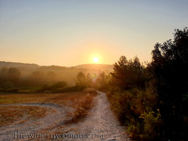 Sunrise_Vineyard15_8.8.19_TWW