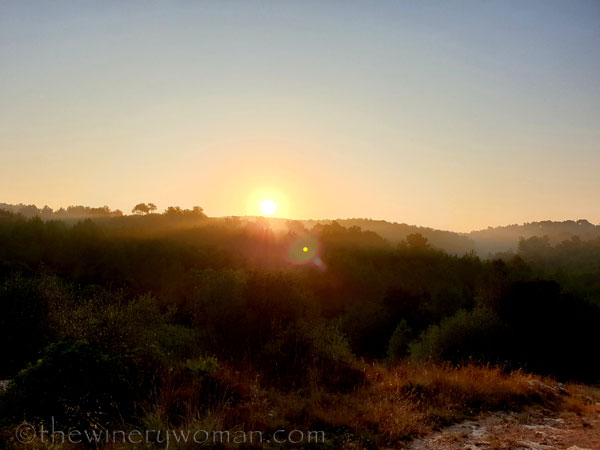 Sunrise_Vineyard16_8.8.19_TWW