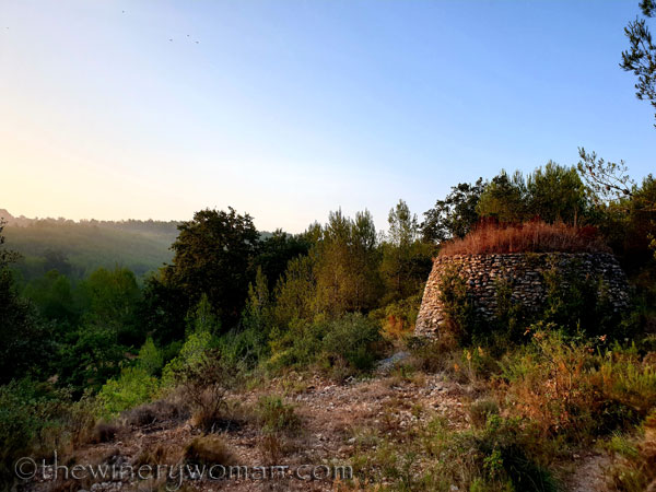 Sunrise_Vineyard17_8.8.19_TWW