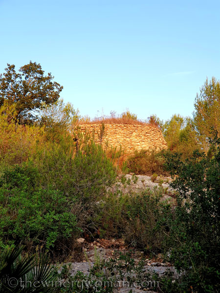 Sunrise_Vineyard18_8.8.19_TWW