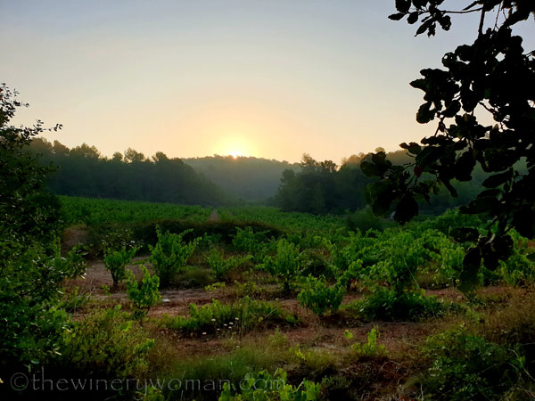 Sunrise_Vineyard19_8.8.19_TWW