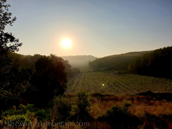 Sunrise_Vineyard20_8.8.19_TWW