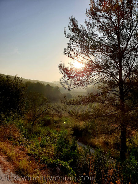 Sunrise_Vineyard21_8.8.19_TWW