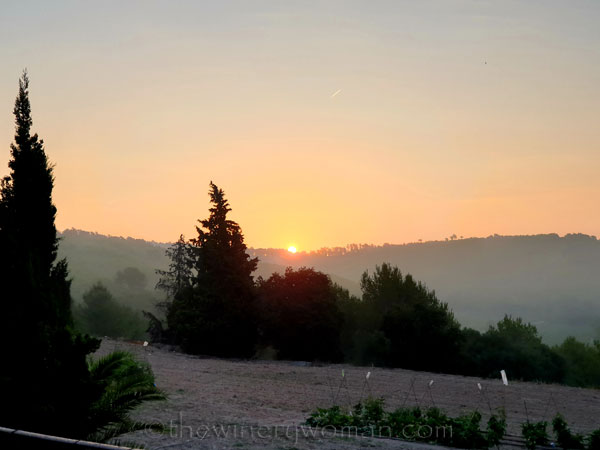 Sunrise_Vineyard2_8.8.19_TWW