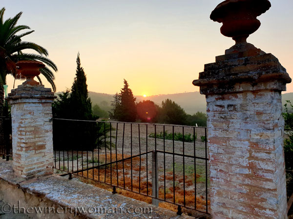 Sunrise_Vineyard3_8.8.19_TWW