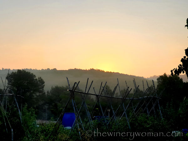 Sunrise_Vineyard4_8.8.19_TWW