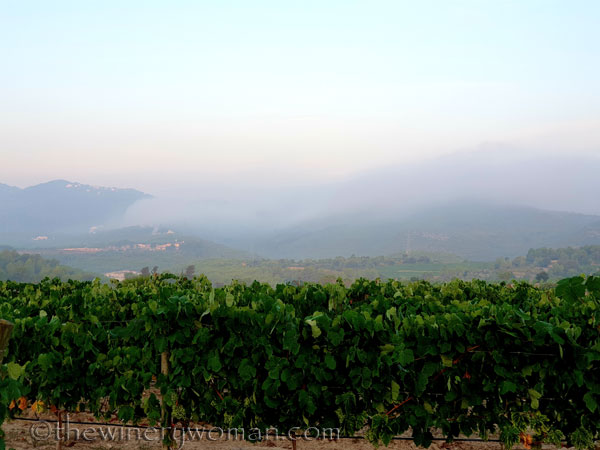 Sunrise_Vineyard5_8.8.19_TWW