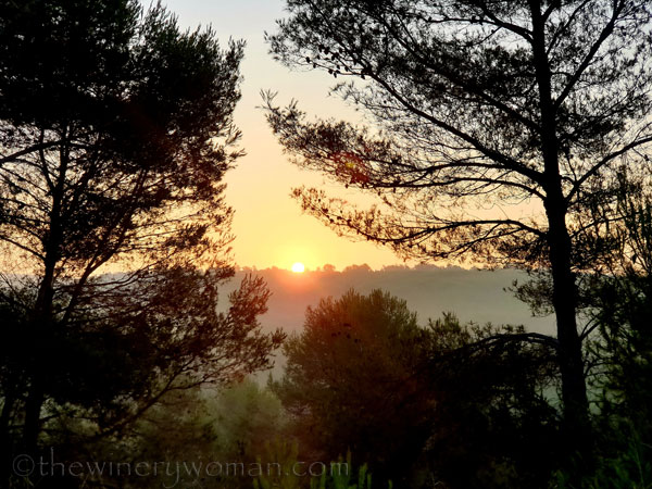 Sunrise_Vineyard6_8.8.19_TWW