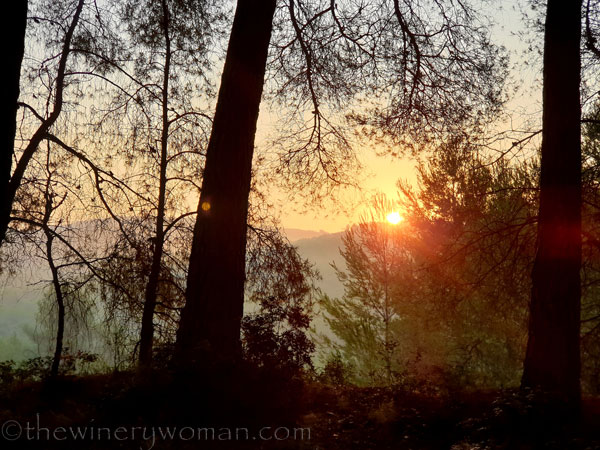 Sunrise_Vineyard7_8.8.19_TWW