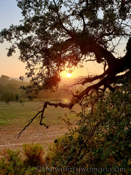 Sunrise_Vineyard9_8.8.19_TWW