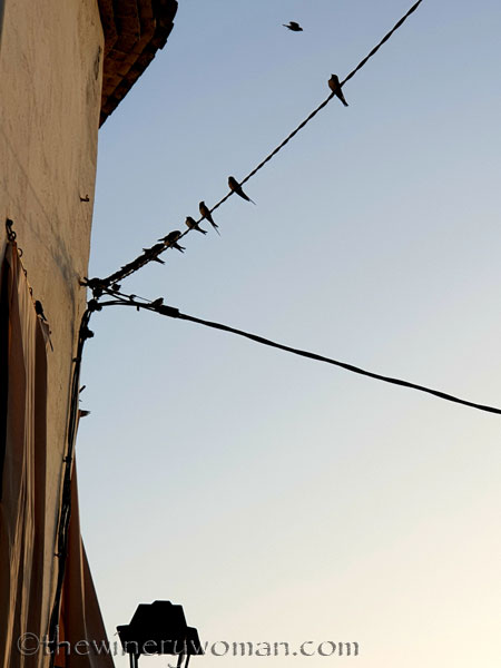 Swallows_on_wire2_8.1.19_TWW